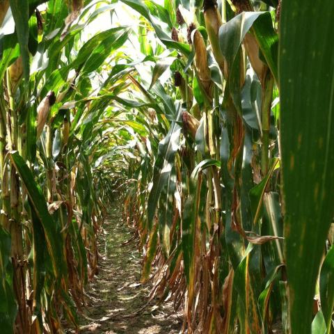 rows of corn