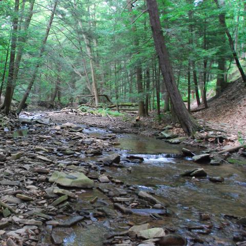 forest stream